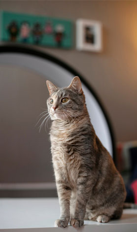 پانسیون گربه مهدی پور |  عکس گربه ۲